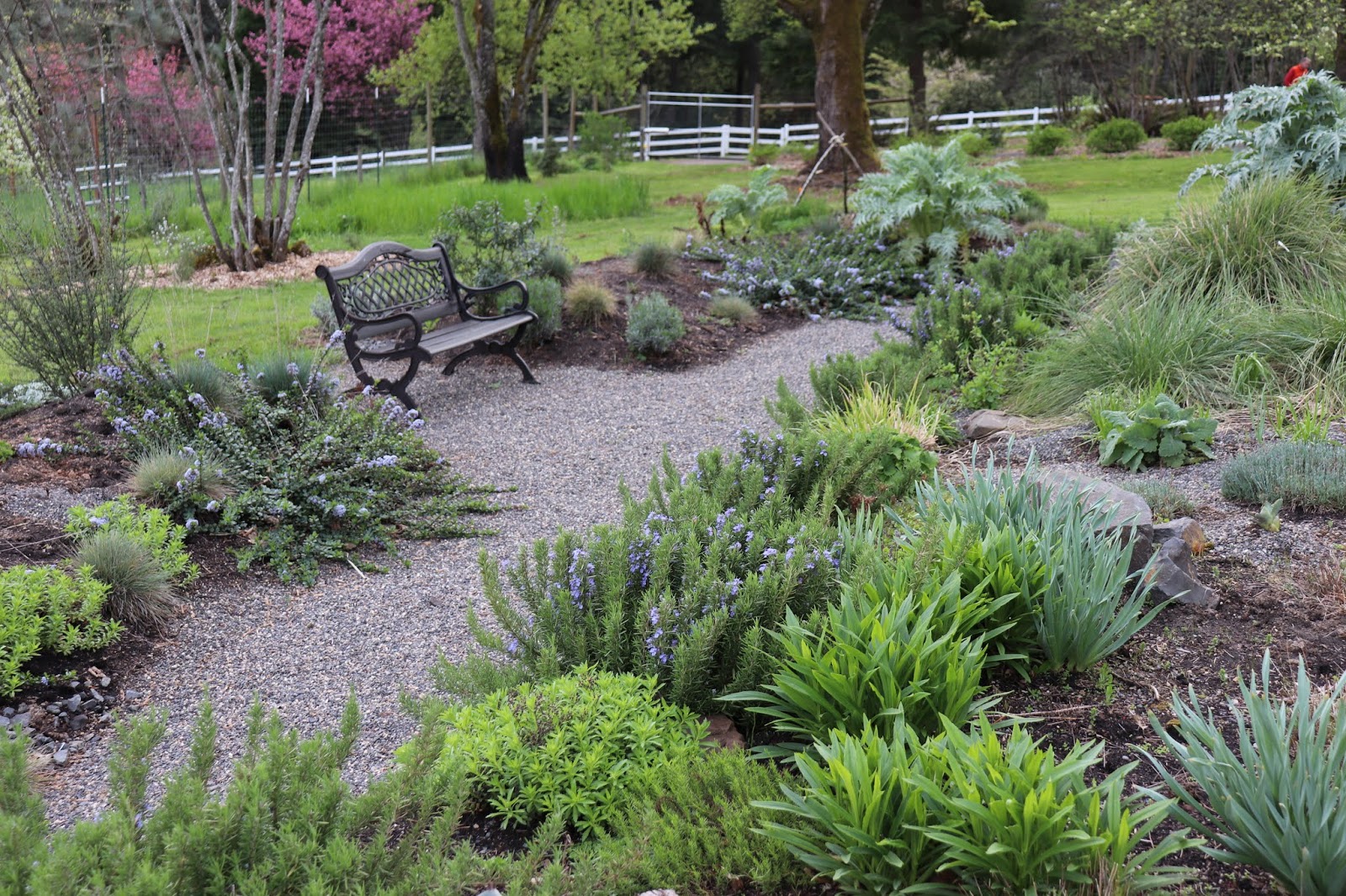 Ceanothus And Hebes At Chickadee Gardens