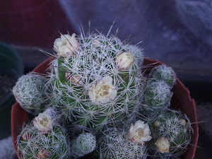 Cactus y Flores