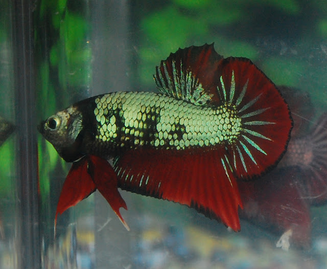 Betta Fish Afira June 2012