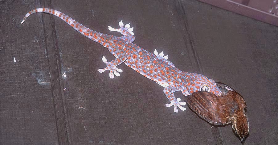 Gambar Cicak Bergerak