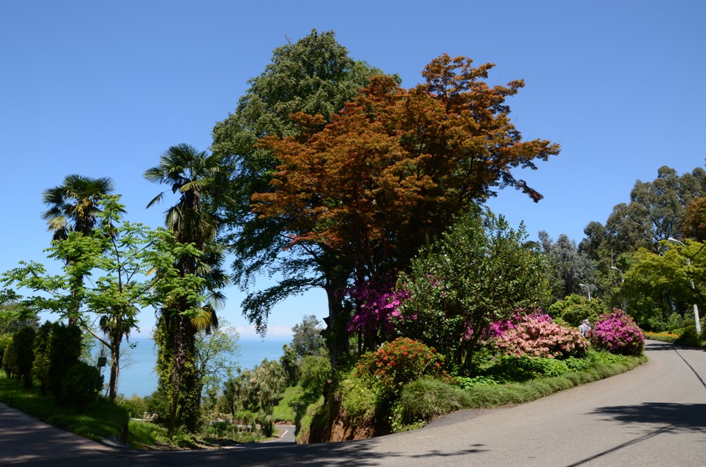 Сады в грузии Сады в грузии