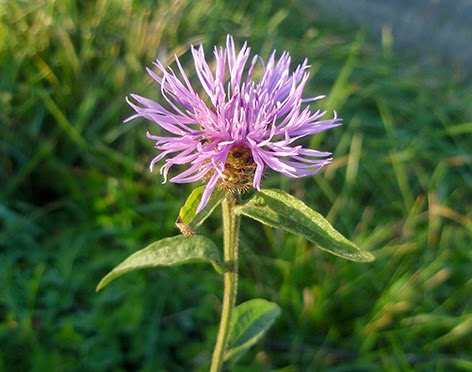 Cártamo silvestre (Centaurea jacea)