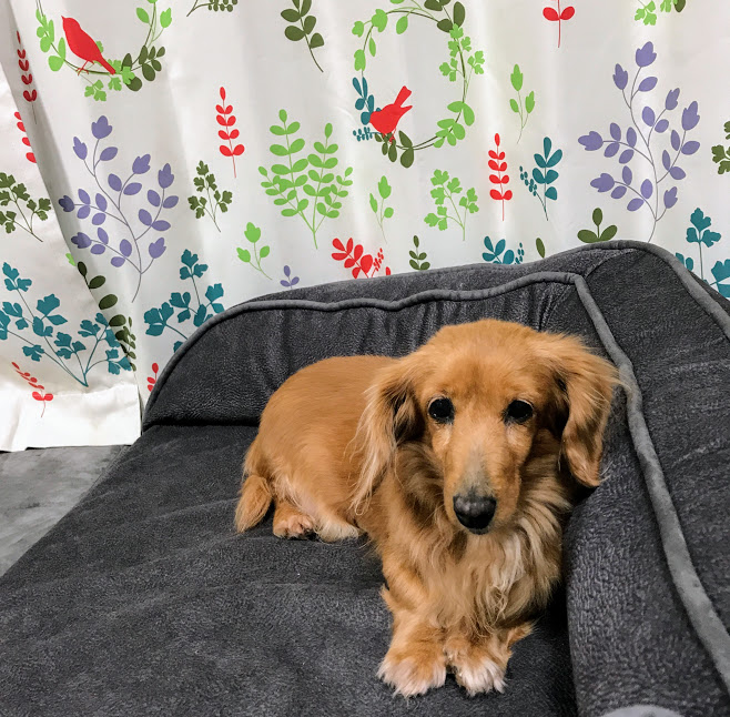 ペットホテルアルファのブログ 保護犬 ミニチュア ダックスフンド かなっぺ姫さま