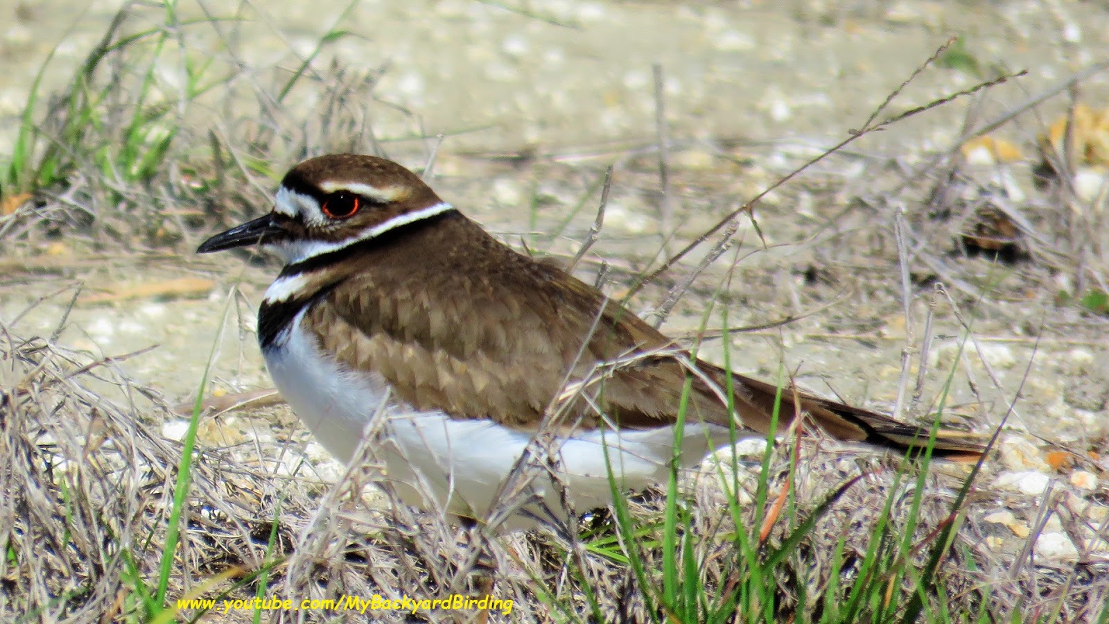 Backyard Birding....and Nature Killdeer Nesting and Calling