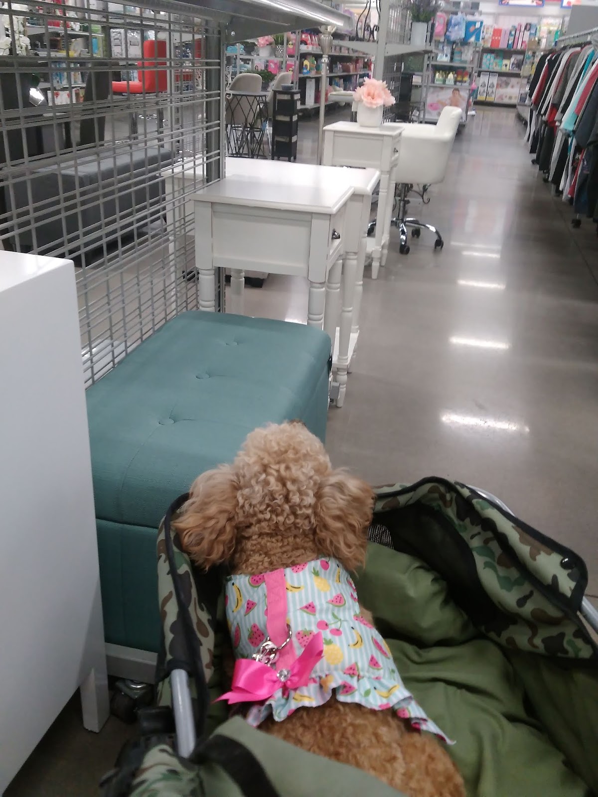 only natural pet bully sticks