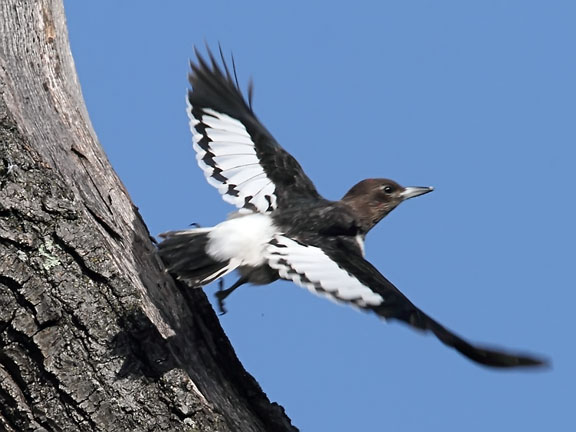 Ecobirder: Immature Red-headed Woodpecker