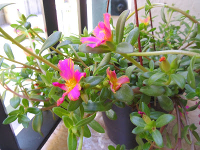 Aire Fresco: 06/12/11