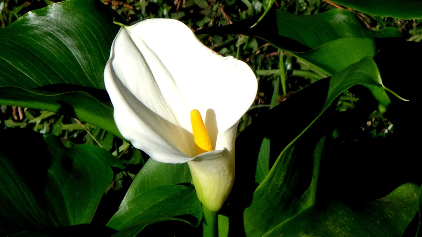Uma flor por dia Copodeleite