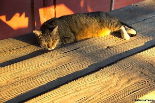 A cat takes a nap in the warmth of the setting sun on an autumn day, at The Little Farm, in Miami, Florida.