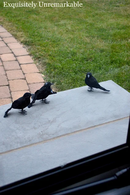 Black Birds on the front stoop