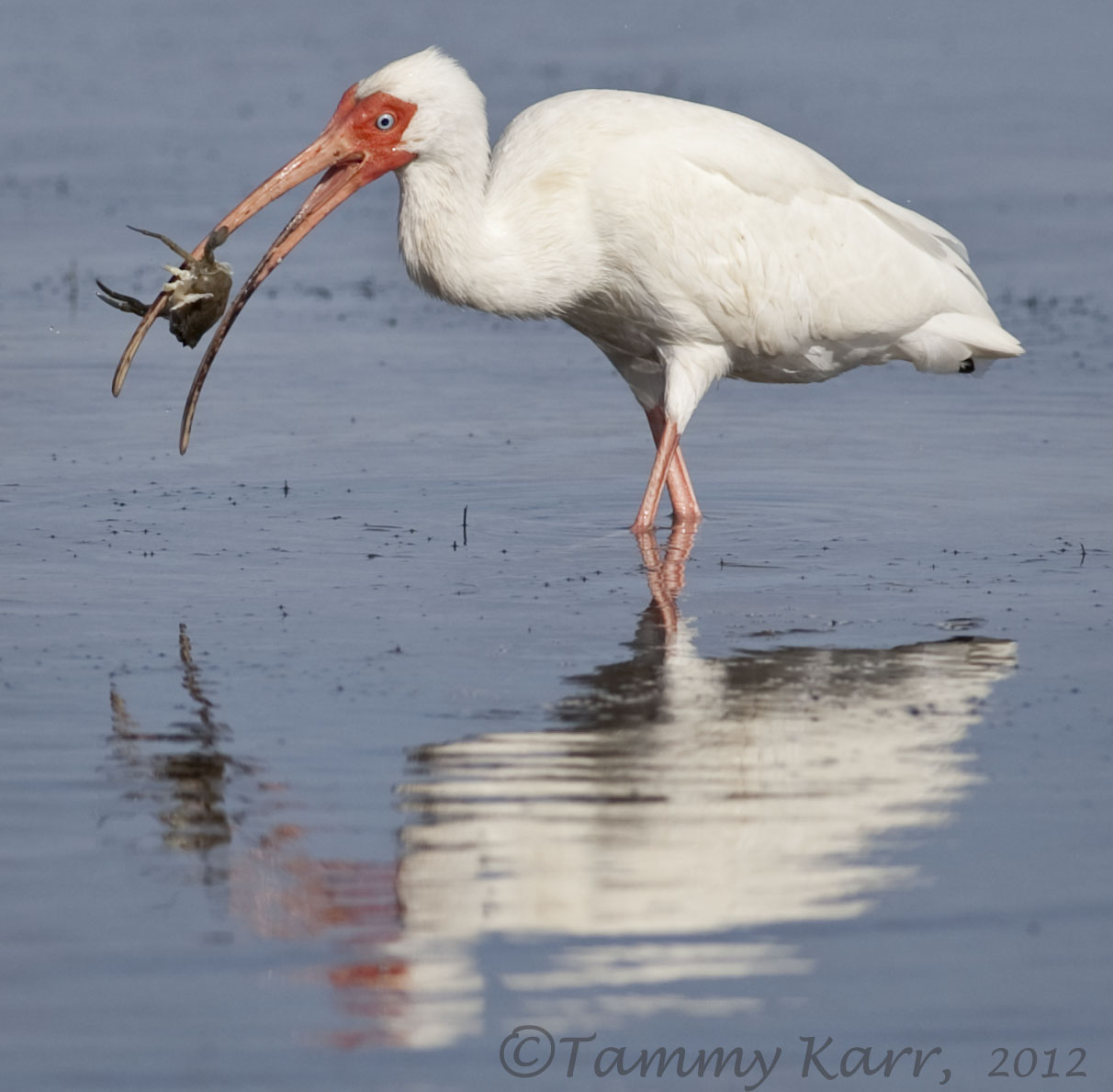 i heart florida birds Crab Fishing