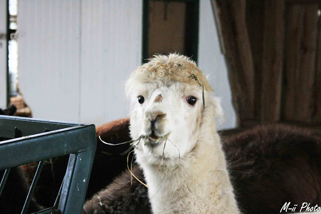 M-ii Photo : La Pennsylvanie - Ferme Amish Lancaster