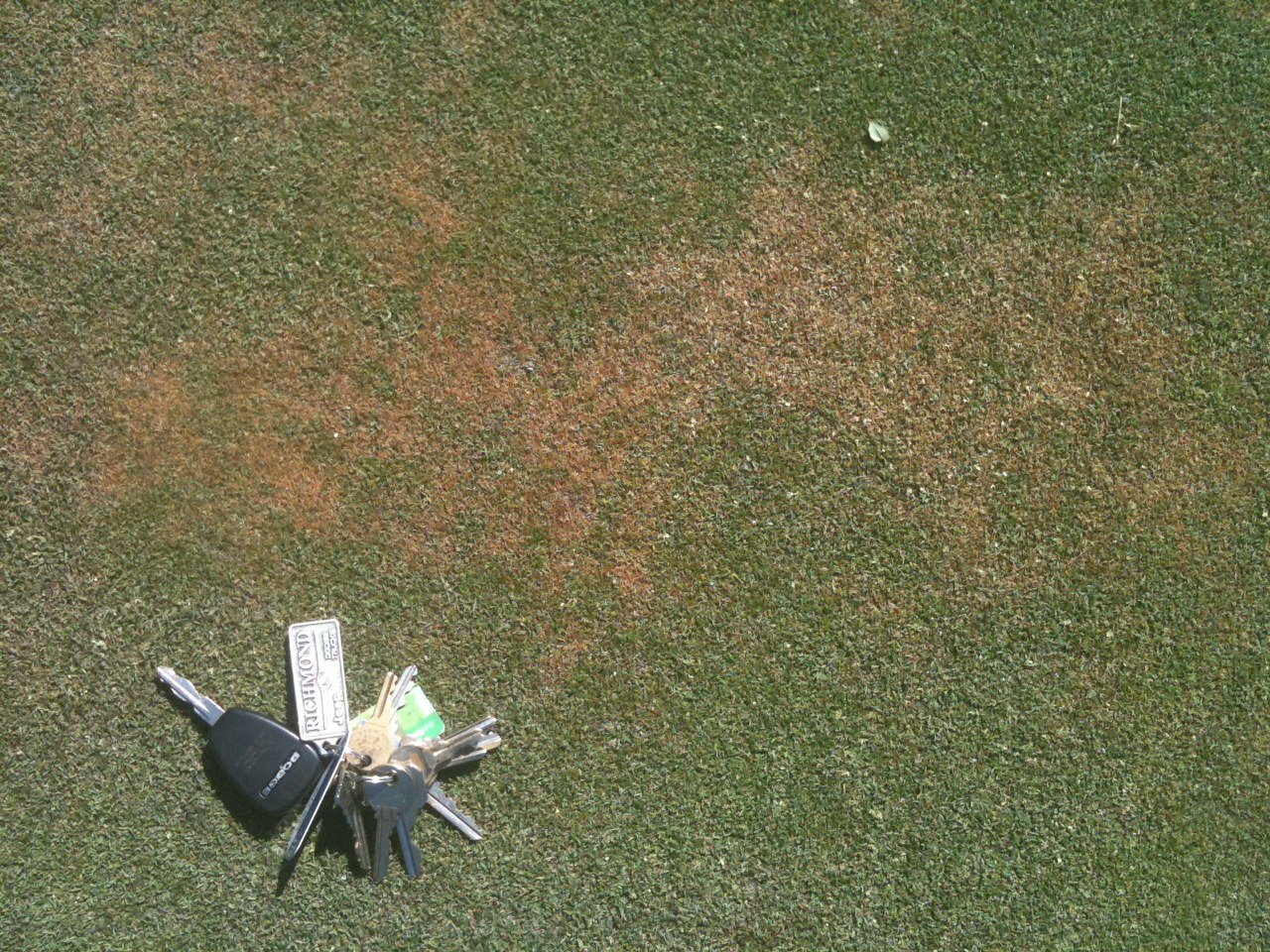 Quilchena Golf Club Turf Care Basal Rot Anthracnose