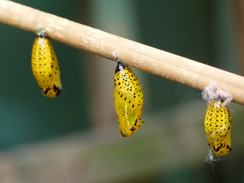 Butterfly Notes Butterfly World Chrysalises