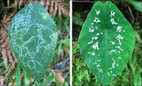 Fuente: http://www.datosfreak.org/static/upload/Caladium_steudneriifolium.jpg