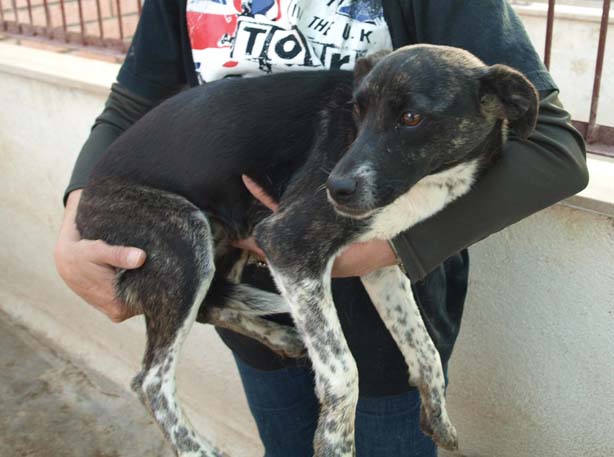 amor puro. Es amor puro.