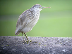 Squacco Heron