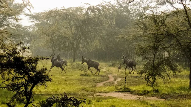 herd of topi in Lake Mburo National Park in Uganda