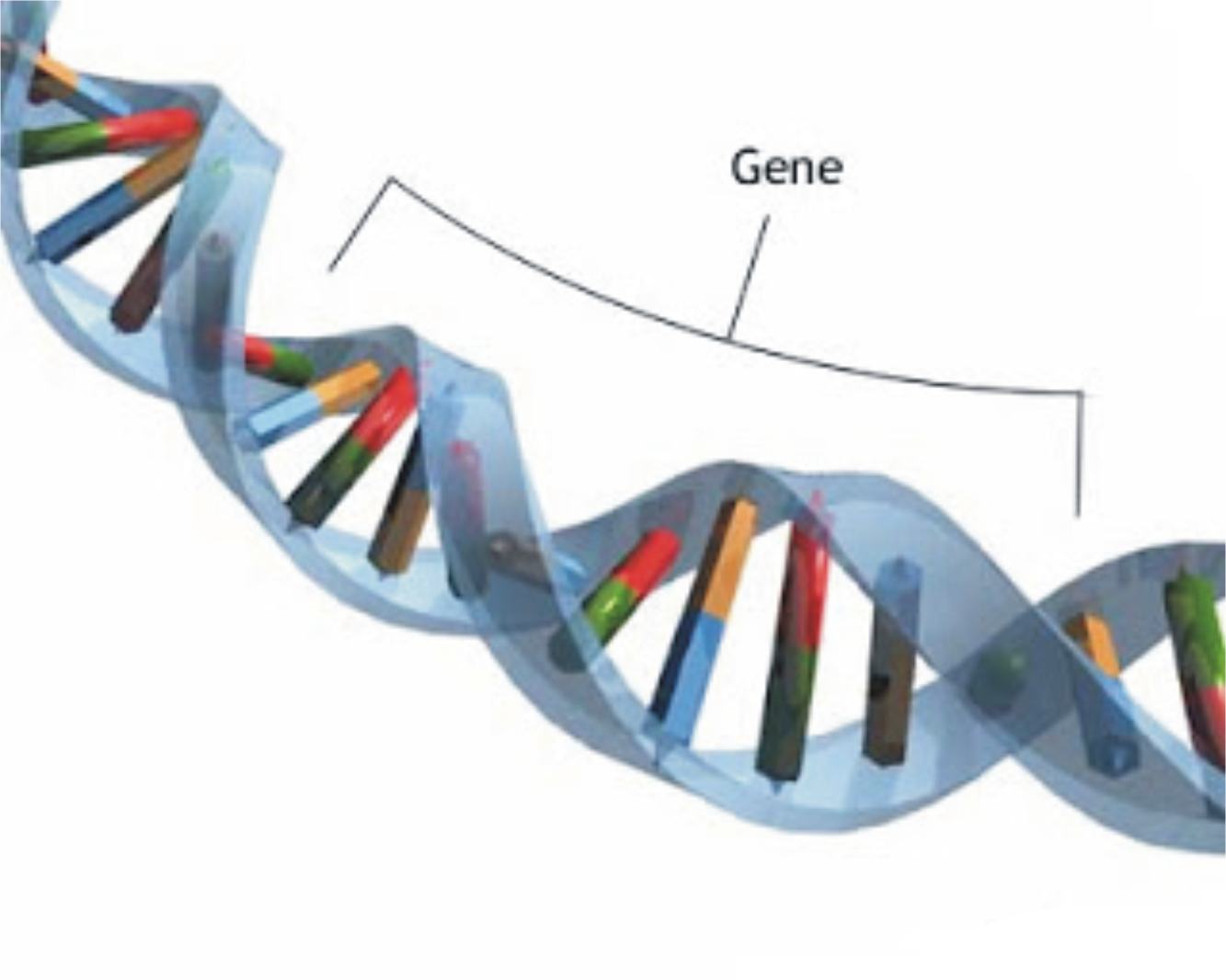 facts you should know WHY I SHOULD KNOW MY GENOTYPE facts you should know WHY I SHOULD KNOW MY GENOTYPE