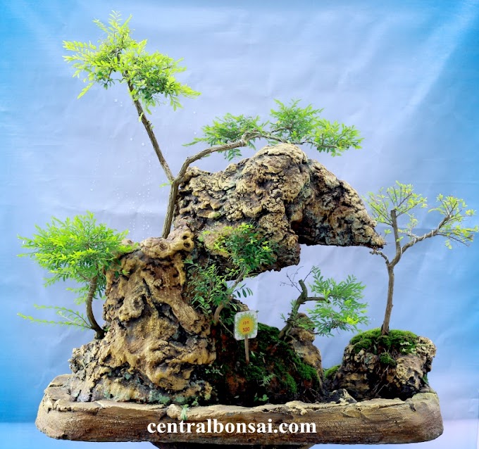 Cara Membentuk Bakalan Bonsai Dan Bonsai Jadi