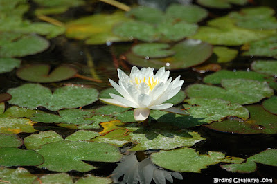 Flor blanca de nenúfar