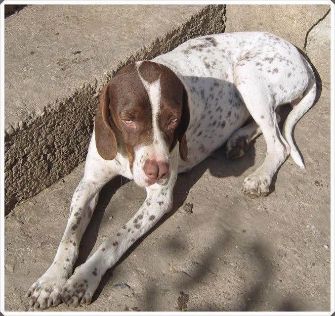 Rüyada Av Köpeği Görmek Hayat ve İnsan 1