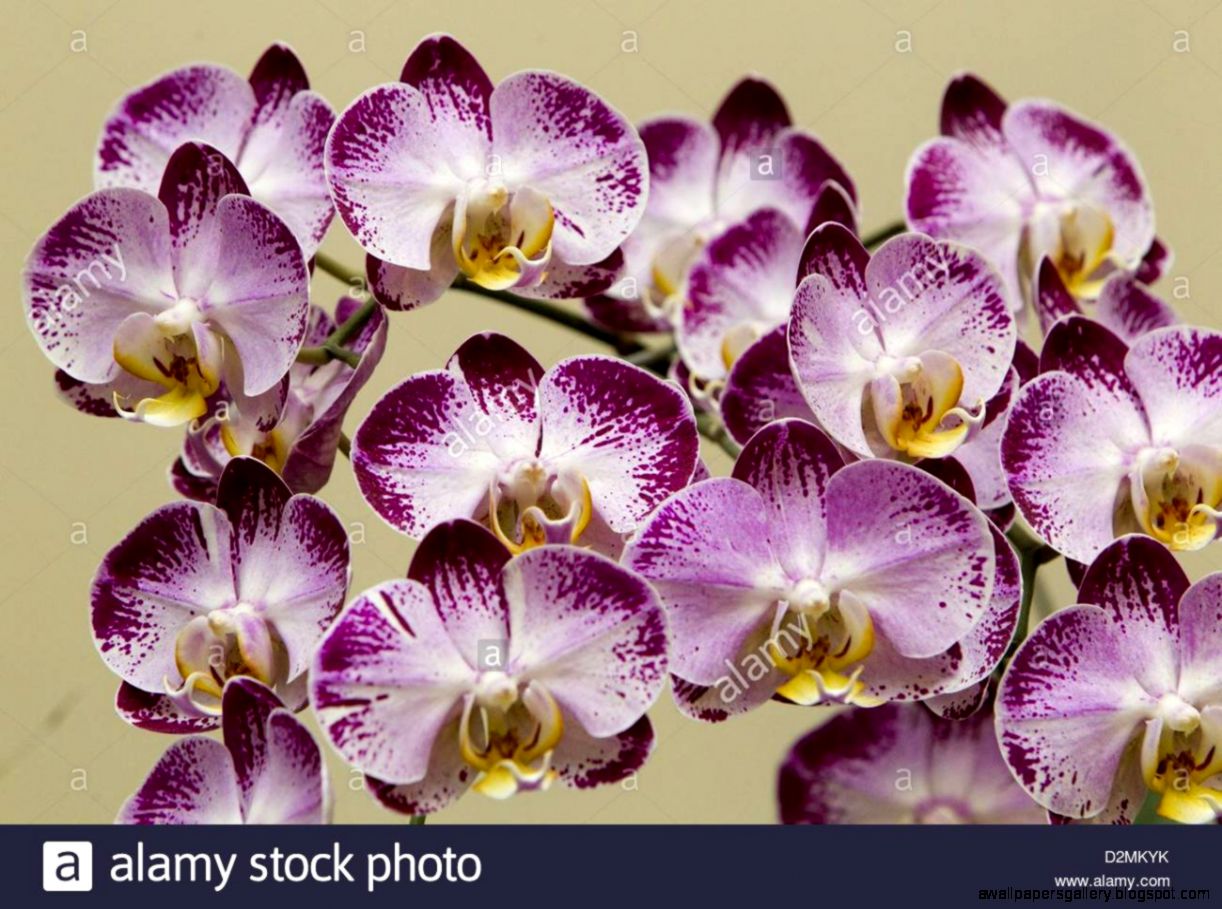 Epa03555824 A Close up Of Several Phalaenopsis Orchid Of The Stock