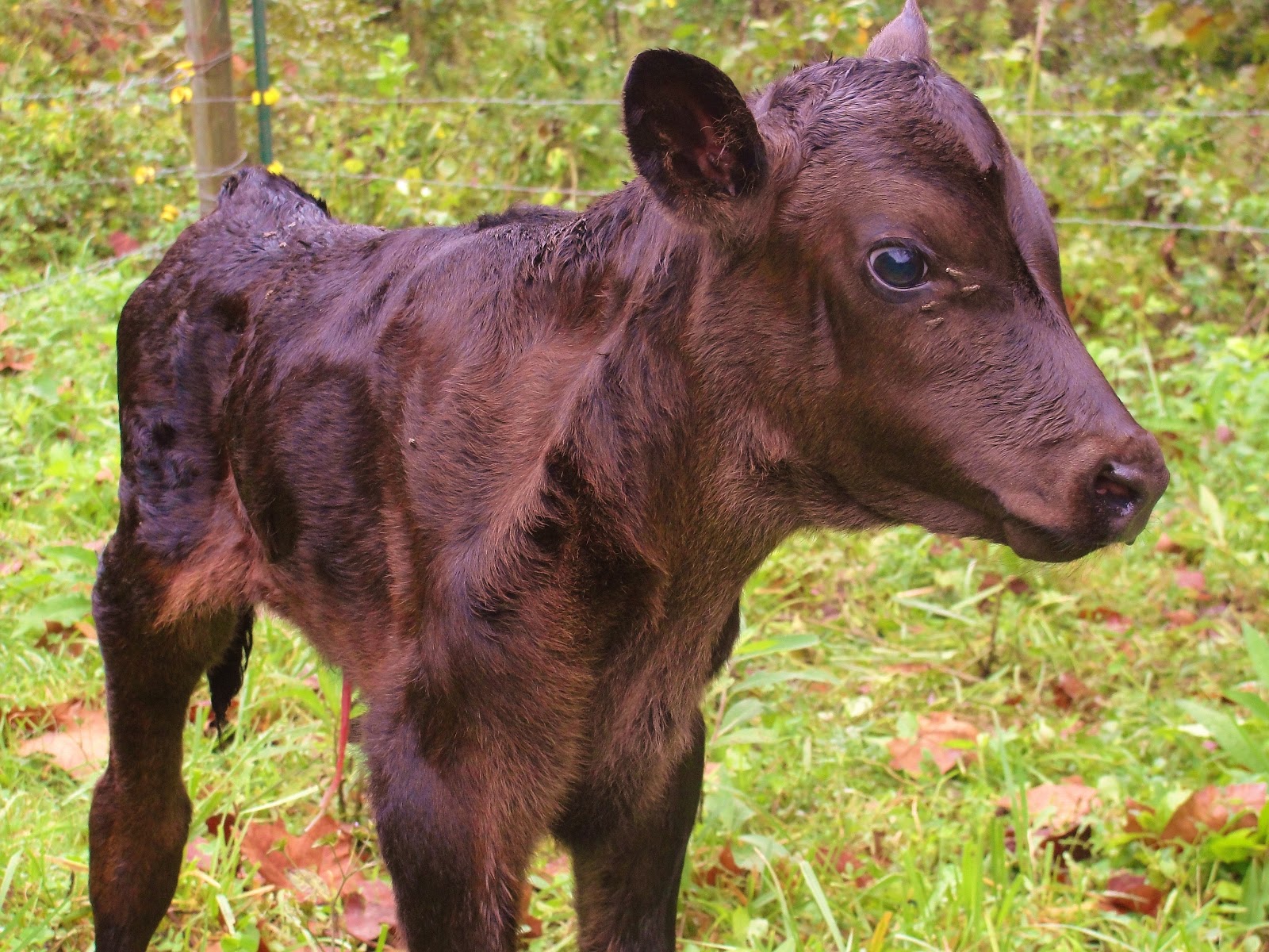 Clover Creek Farm Newborn Calf!