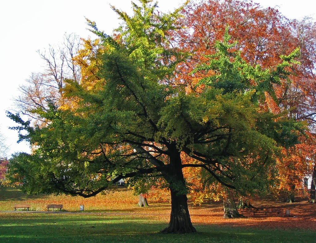 medicamento ginkgo biloba para que serve medicamento ginkgo biloba para que serve