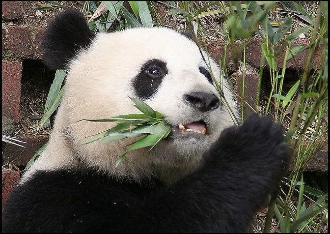 Osos-Panda-Sichuan-China