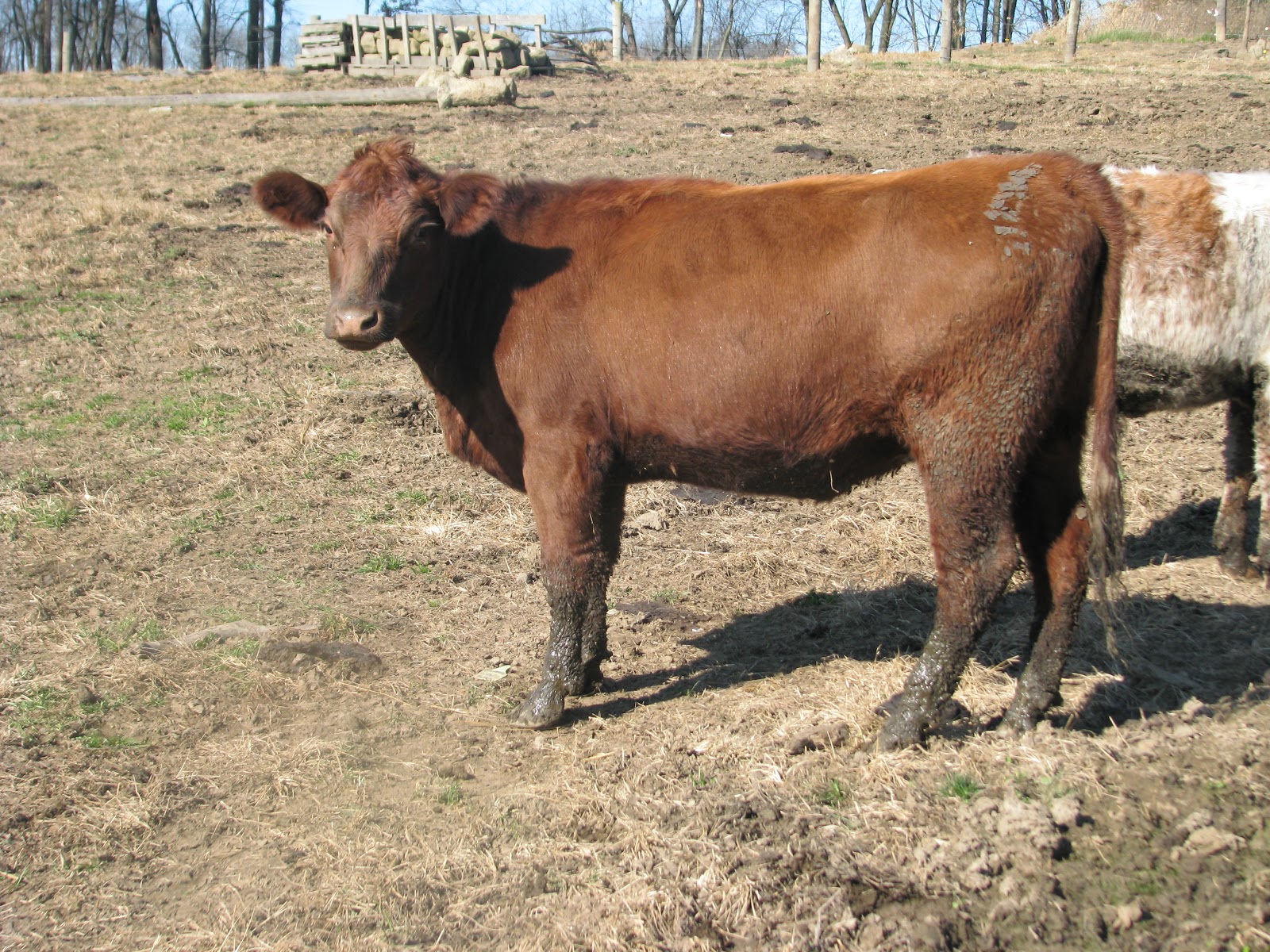 Conser Run Report: Finally got all the COW PICS!!!