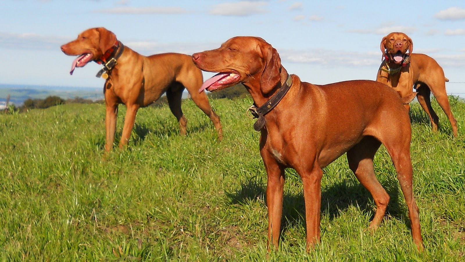 redbirddog a hungarian pointer (vizsla) blog The Versatile Vizsla