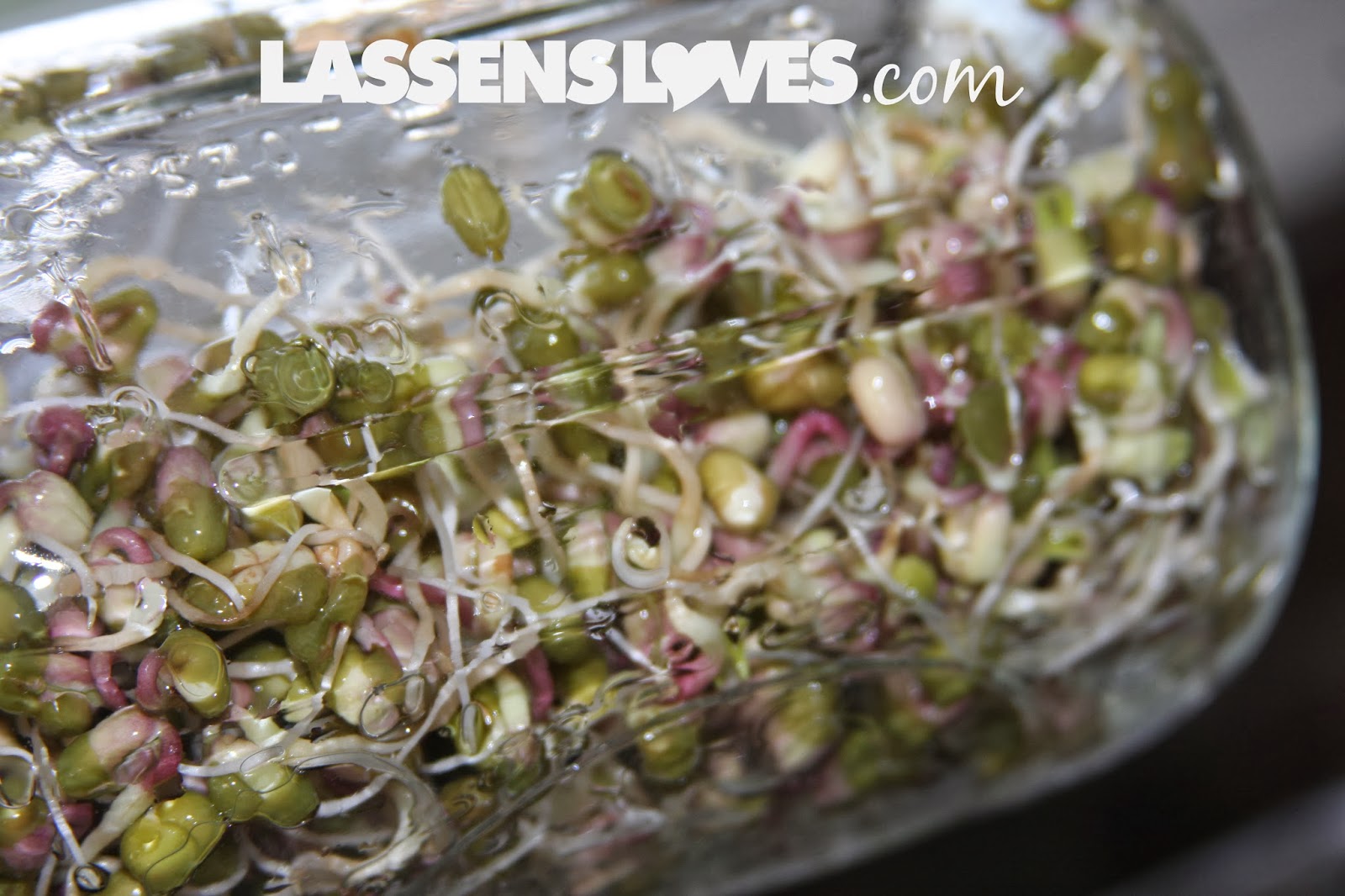 DIY+Sprouting, how+to+grow+sprouts