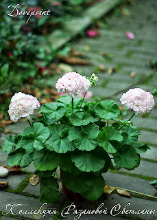 Сад пеларгоний в Минске