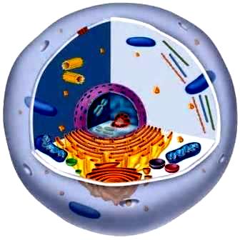 PENGERTIAN JARINGAN DALAM ILMU BIOLOGI