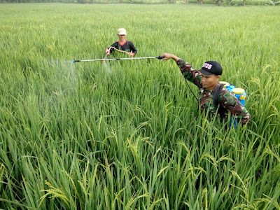 BABINSA BENDO DAMPINGI PENYEMPROTAN VARIETAS IR 64