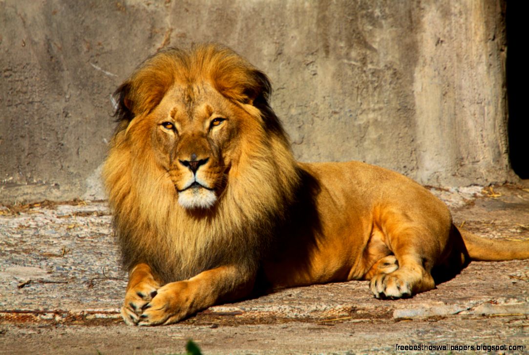 San Francisco Zoo Lion