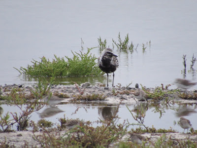 San Pablo Bay National Wildlife Refuge