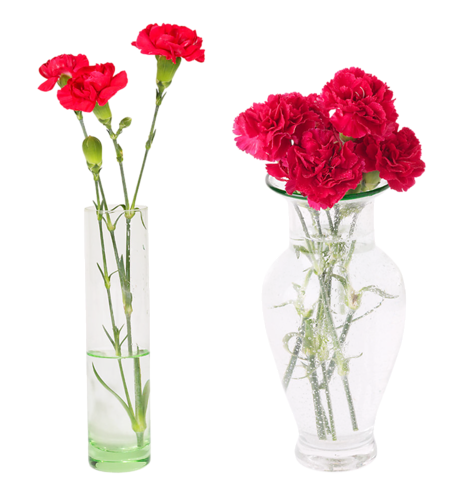 Букет сантини гвоздика. Чтобы гвоздики дольше стояли. Гвоздика в вазе. Чтобы гвоздики дольше стояли. Диантус цветы.