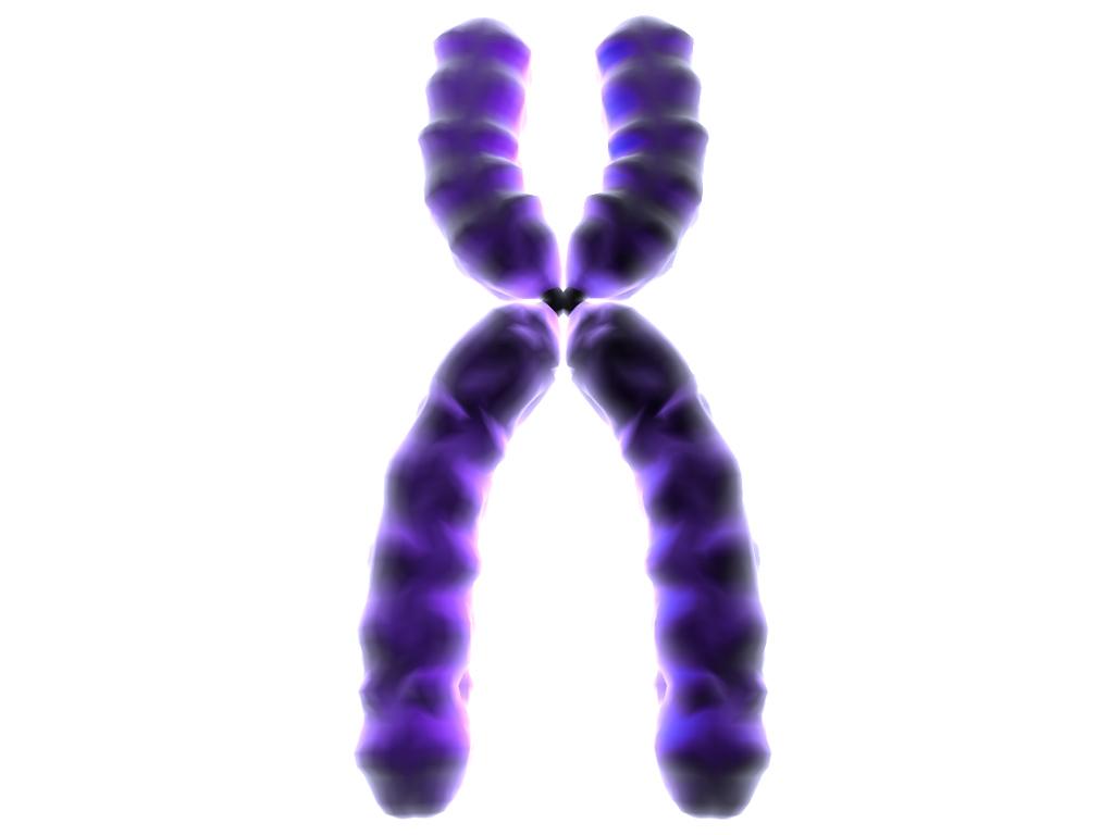 Czyje Chromosomy Decydują O Płci Dziecka Ojca Czy Matki Chromosom