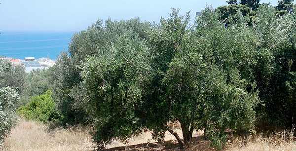 El mediterráneo y el olivo