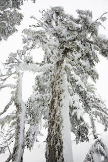 Snow encrusted old growth trees on Vancouver Island