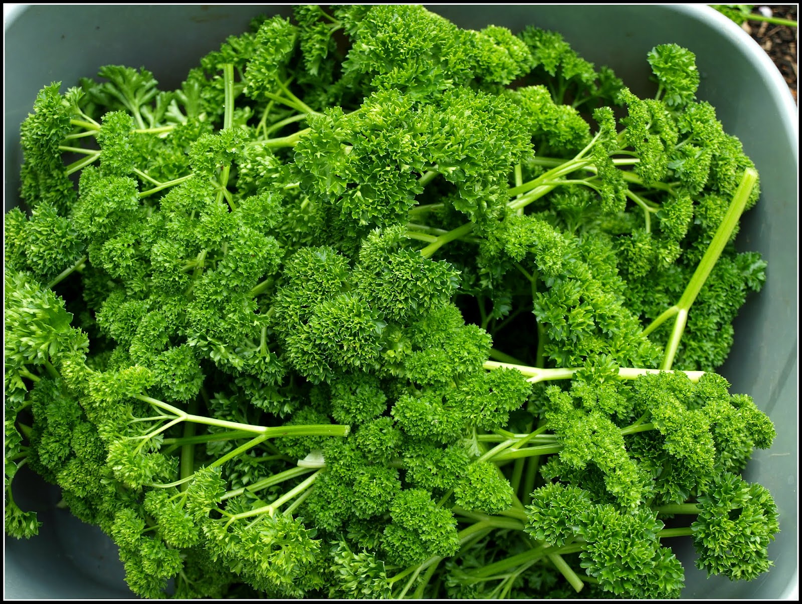 Mark's Veg Plot Parsley, Sage, Rosemary and Thyme
