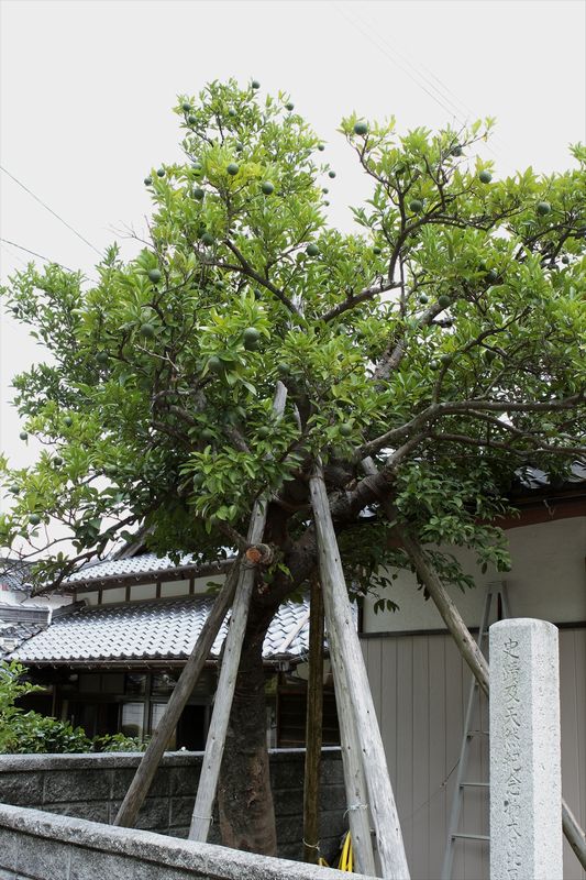 みんなが見つけた おもしろ情報 : 「夏蜜柑」の原樹は、長門市にあった・・・