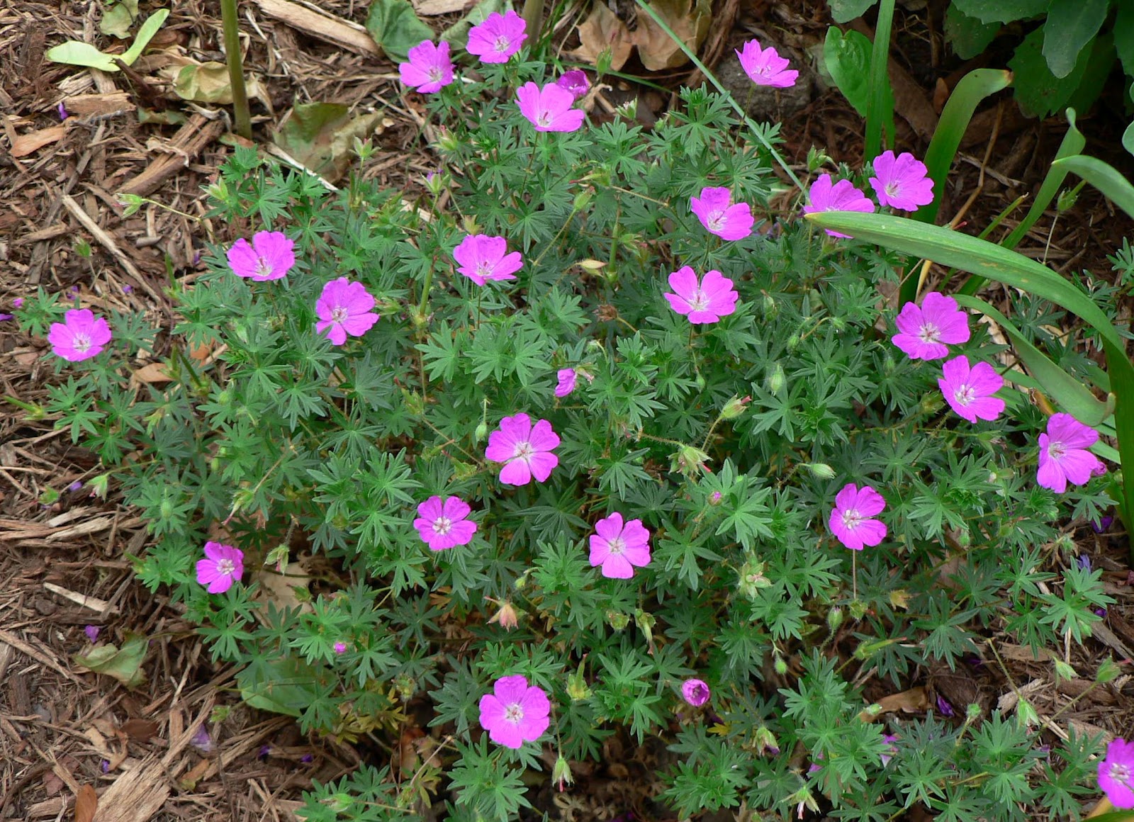 Visit My Garden Late May Flowers