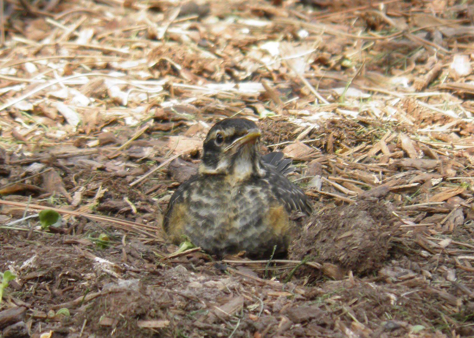 Photo Share Feeding baby robins