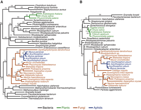 Phylogenetic relations of inferred carotenoid biosynthetic enzymes from the pea aphid genome