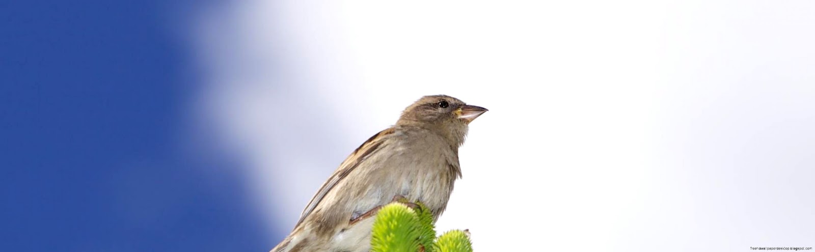 Bird with Leaf in Beak