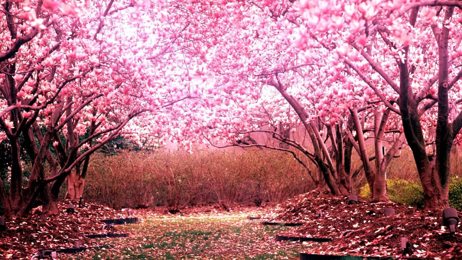 Wallpaper Taman Bunga Sakura - Gambar Bunga