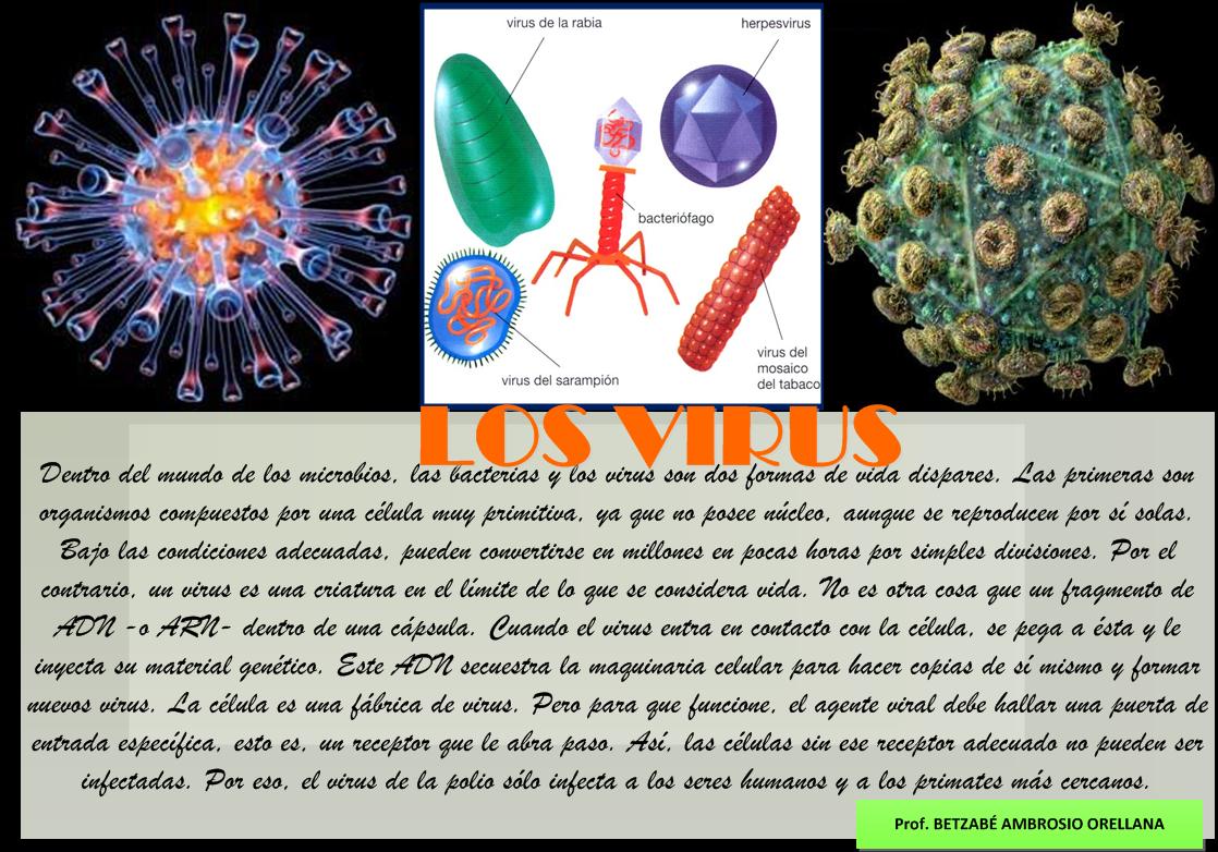 APRENDER HACIENDO APRENDIENDO SOBRE LOS VIRUS APRENDER HACIENDO APRENDIENDO SOBRE LOS VIRUS